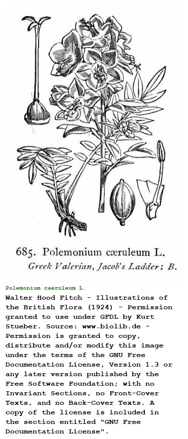 Polemonium caeruleum L.